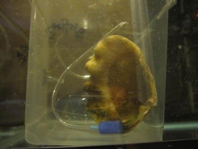 day 7 in new container.jpg