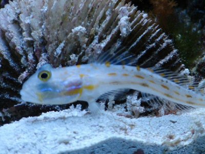 Goby.jpg