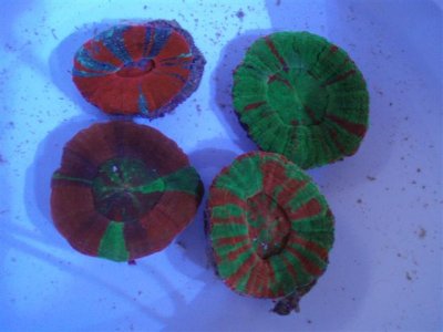 Scollymia australis 002 (Small).jpg