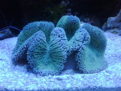 carpet anemone.jpg