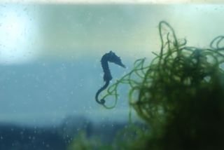 seahorsebaby2.jpg