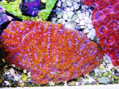 100_1303ultra acan web.jpg
