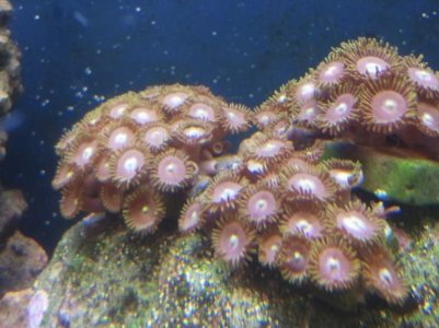 zoas.jpg