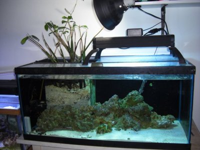 40g breeder mangroves.jpg