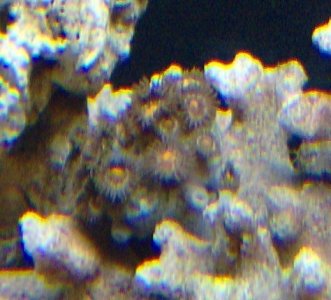 zoa1.JPG
