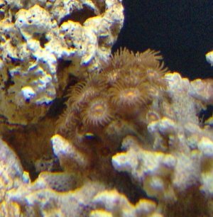 1st_Zoa.jpg
