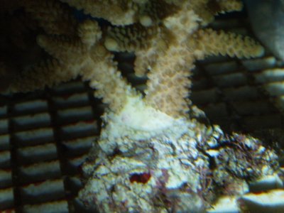 staghorn recession.jpg