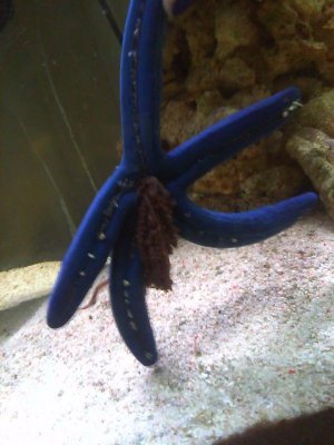 starfish.jpg