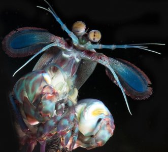 G ternatensis male threat 2 Nov 10 small.jpg