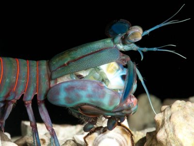 G ternatensis male threat 3 Nov 10 small.jpg