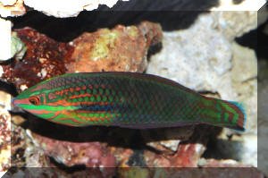 Halichoeres%20melanurus%20IMAC%20QM%20MD.jpg