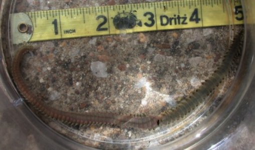 bristleworm5c.jpg