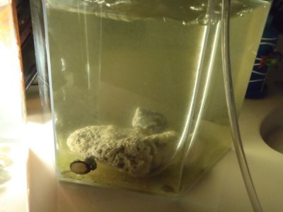 Seahorse1 006.jpg
