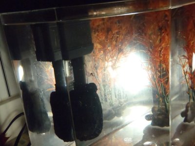 Seahorse1 007.jpg