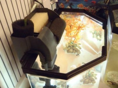 Seahorse1 008.jpg
