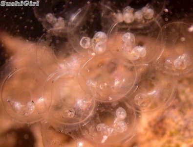 strombus_eggs1.jpg