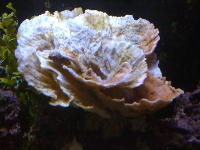 montipora.jpg