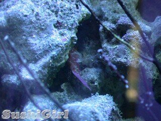 wrasse_sleeping.jpg