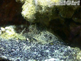 wrasse_mucus2.jpg