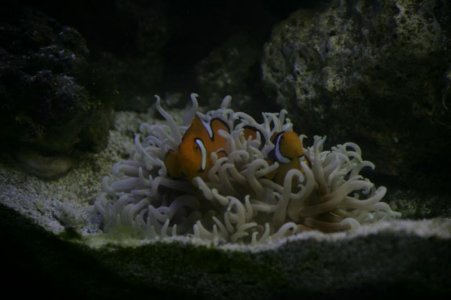 20101025 - 100 g - Anemone.jpg