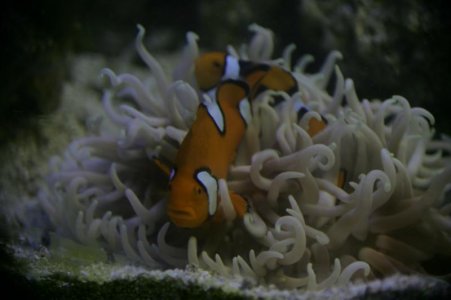 20101025 - 100 g - Anemone 2.jpg