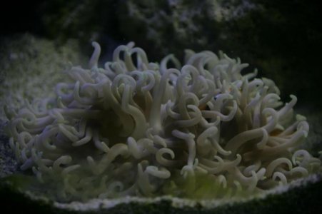 20101027 - 100 g - Anemone.jpg