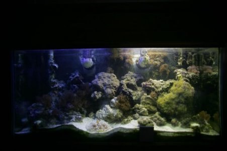 20101027 - 100 g - Whole Tank.jpg