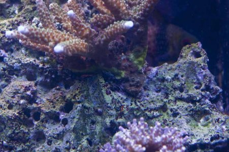 blue-tip.jpg