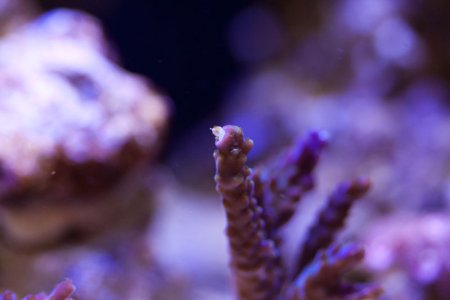newcoral1.jpg
