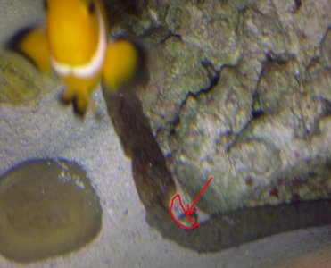 feather duster missing.jpg