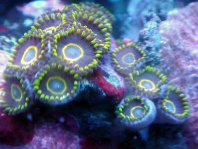 true purple hornets.jpg