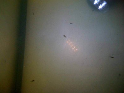 babies 6 days old.jpg