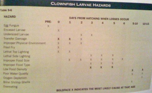 clown fish lavae hazard.jpg