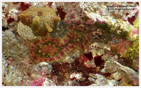 Stichodactyla tapetum.jpg