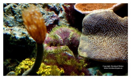 Stichodactyla tapetum1.jpg