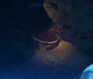 mysterycrab.JPG