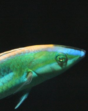 Pseudojuloides Kaleidos 2.jpg