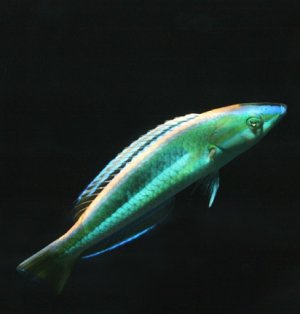 Pseudojuloides Kaleidos 1.jpg