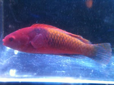 new wrasse cyanopleura.jpg