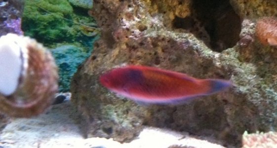 wrasse2.jpg