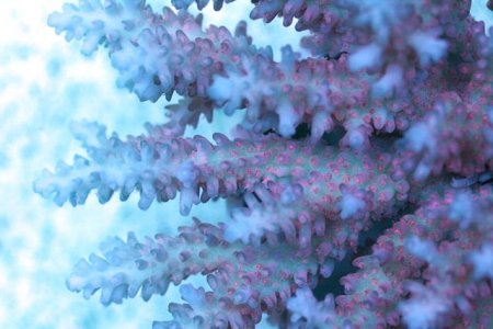 pink polyp acro colony.929.JPG