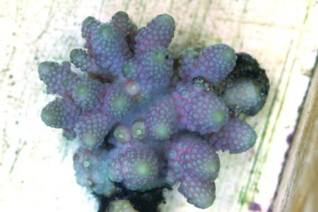 very rare pink humilis.120.JPG