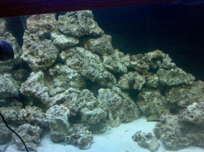 Reef_Cent_start_3.jpg Reef_Cent_start_3.jpg