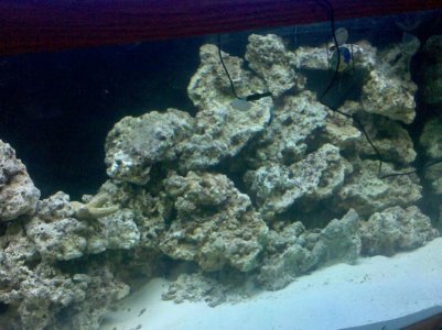 Reef_Cent_start_4.jpg Reef_Cent_start_4.jpg