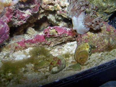 What is that hairy stuff.jpg