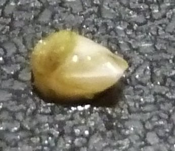 P1000818.JPG