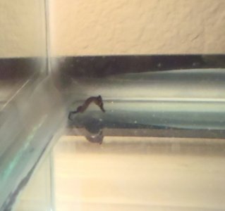 Seahorses Fry OCT 2010 003.jpg