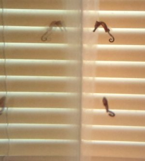 Seahorses Fry OCT 2010 013.jpg
