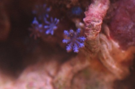macro zoom.JPG