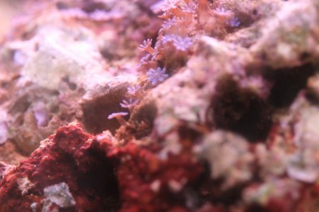 macro zoom2.JPG